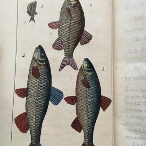 illustration poissons